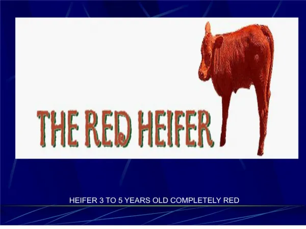 HEIFER 3 TO 5 YEARS OLD COMPLETELY RED