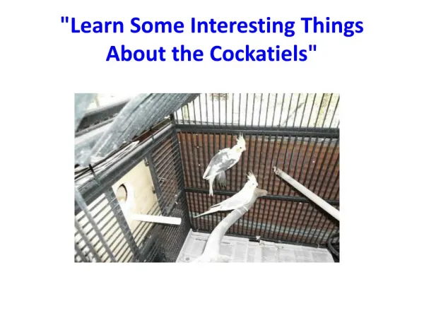 "Learn Some Interesting Things About the Cockatiels"