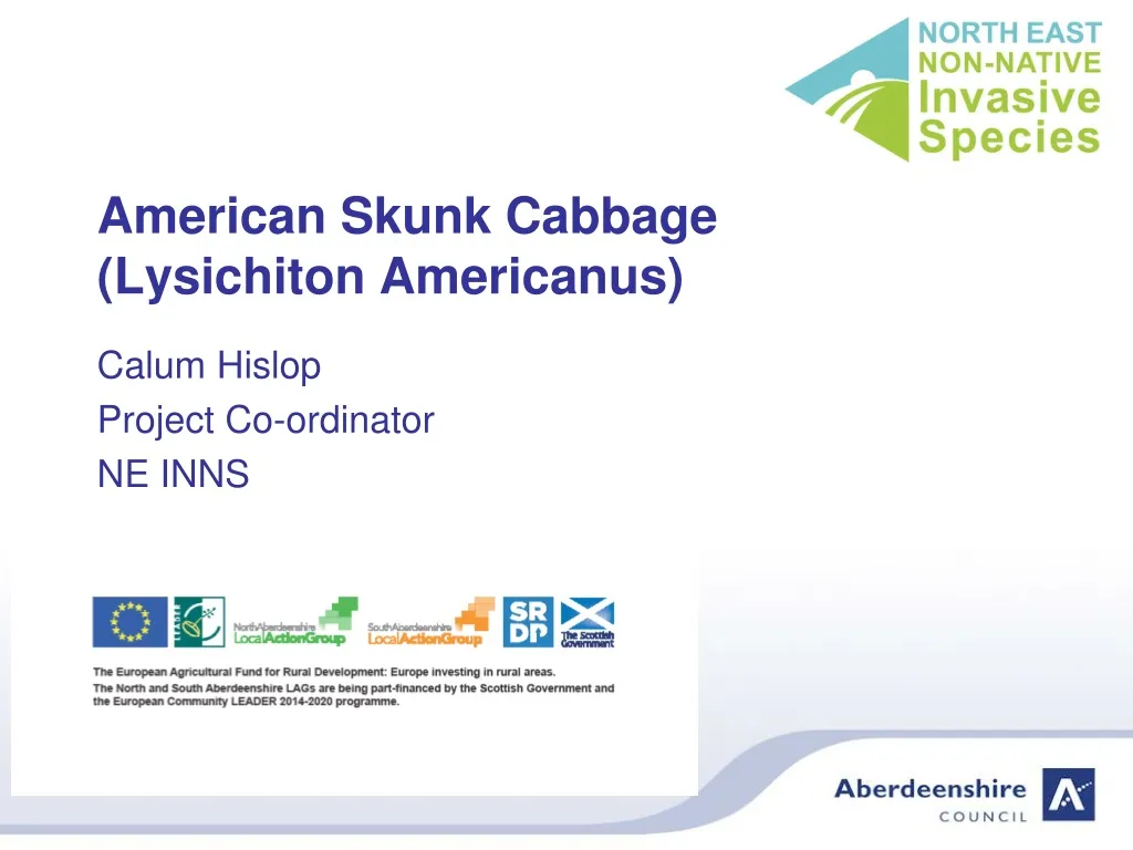 american skunk cabbage lysichiton americanus