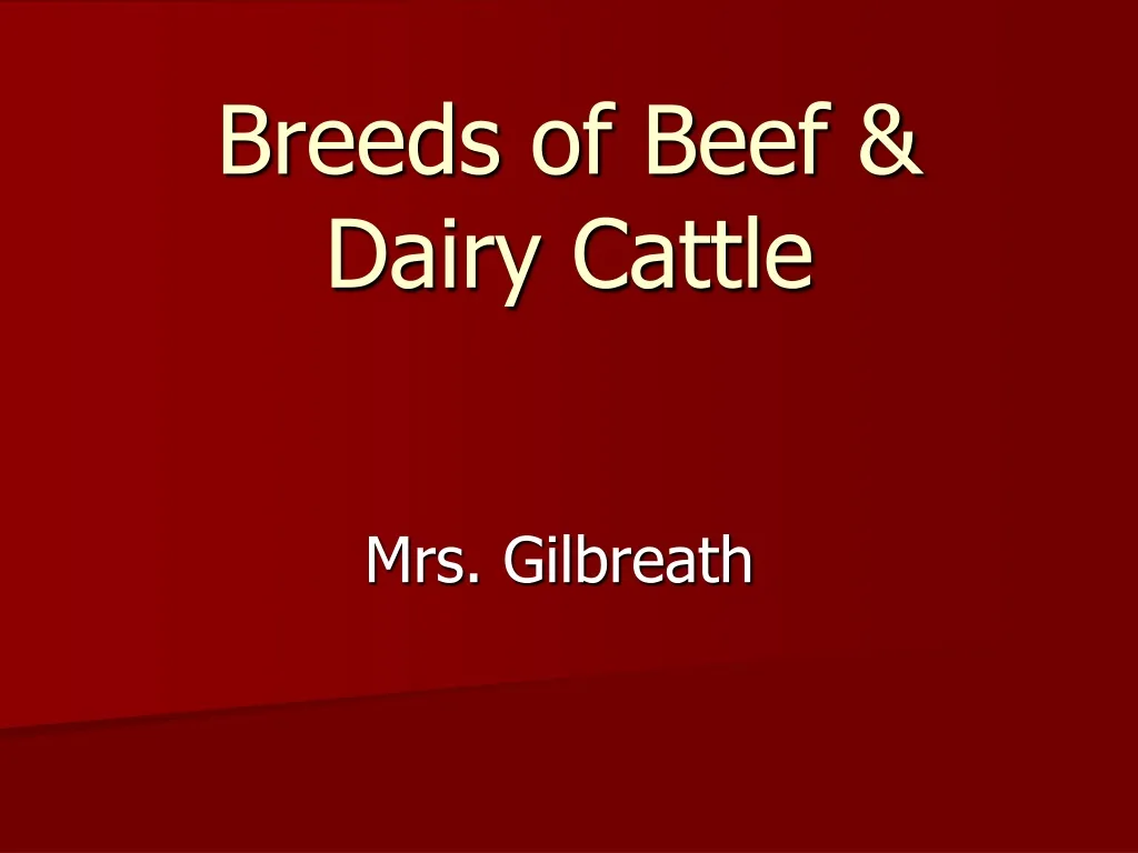 breeds of beef dairy cattle