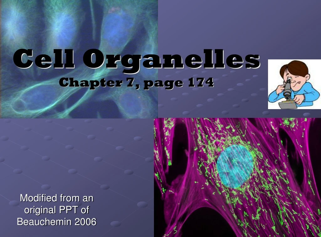 cell organelles chapter 7 page 174