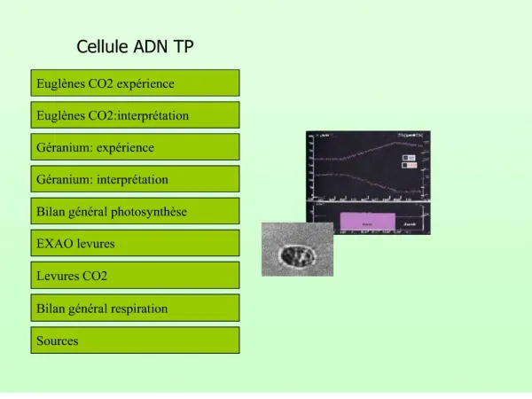 Cellule ADN TP