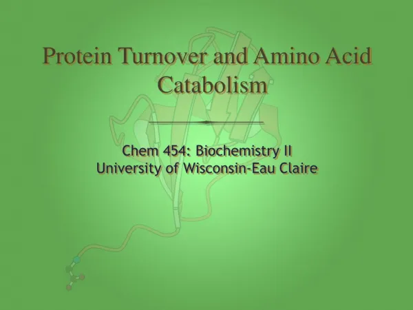 Protein Turnover and Amino Acid Catabolism