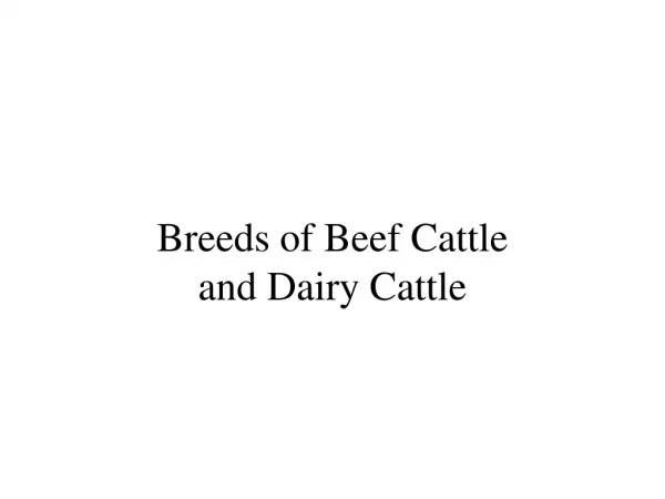 Breeds of Beef Cattle and Dairy Cattle