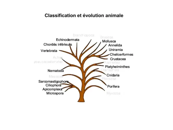 Classification et volution animale
