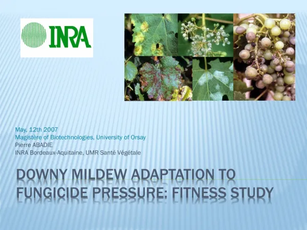 Downy mildew adaptation to fungicide pressure: fitness study
