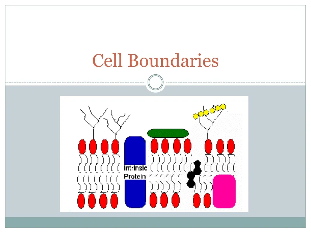 cell boundaries