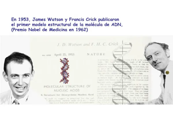 En 1953, James Watson y Francis Crick publicaron el primer modelo estructural de la mol cula de ADN, Premio Nobel de M