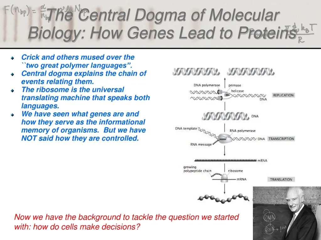 the central dogma of molecular biology how genes lead to proteins