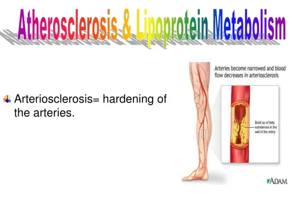 Arteriosclerosis= hardening of the arteries.