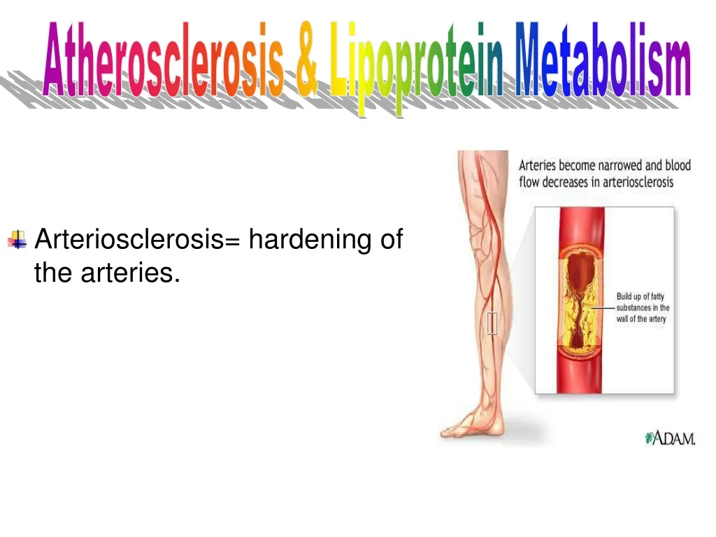 atherosclerosis lipoprotein metabolism