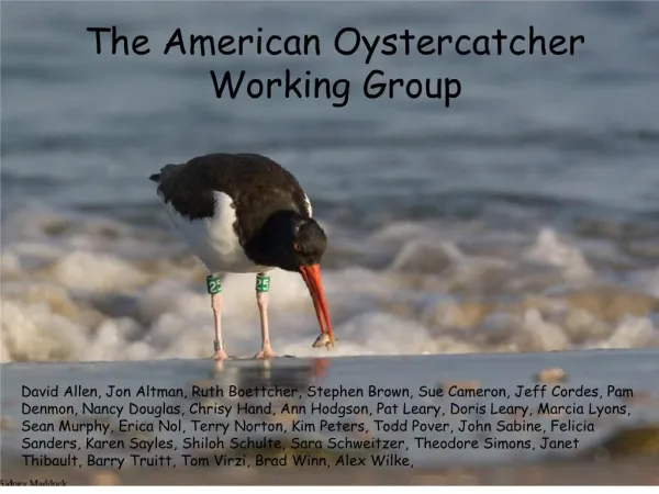 The American Oystercatcher Working Group