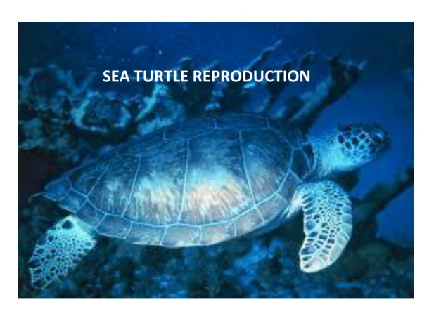 SEA TURTLE REPRODUCTION