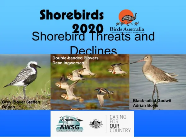 Shorebird Threats and Declines