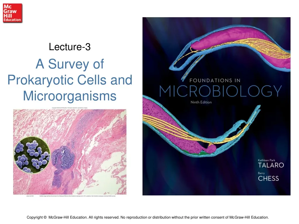lecture 3 a survey of prokaryotic cells and microorganisms