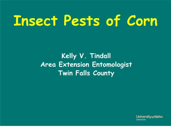 Insect Pests of Corn