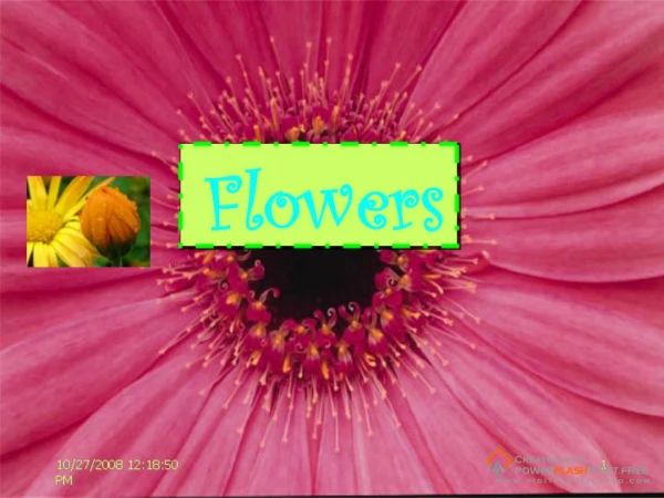 Information about flowers