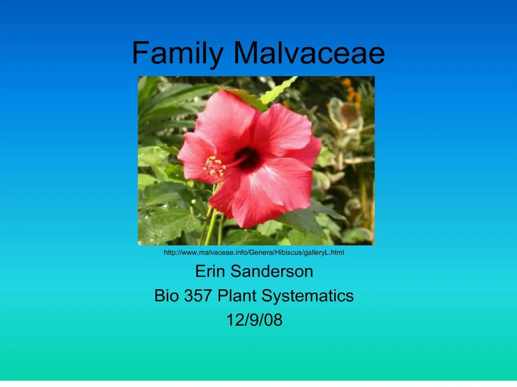 Ppt Family Malvaceae Powerpoint