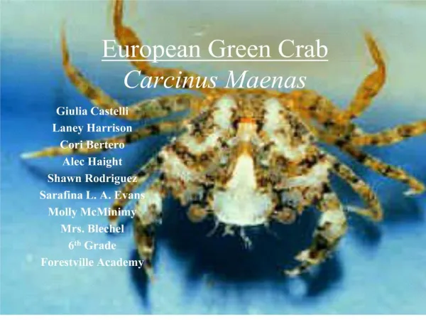 European Green Crab Carcinus Maenas