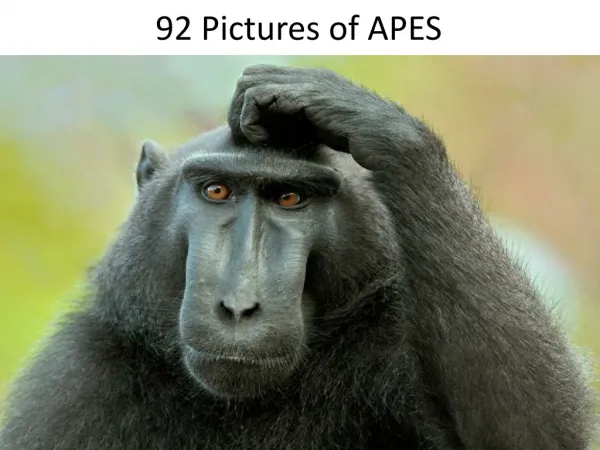 92 Pictures of APES