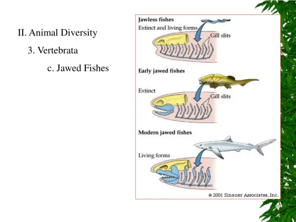 II. Animal Diversity 3. Vertebrata 	c. Jawed Fishes
