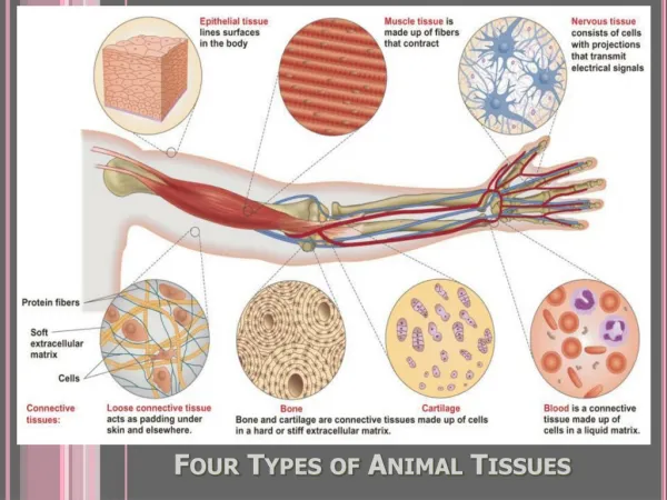 Four Types of Animal Tissues