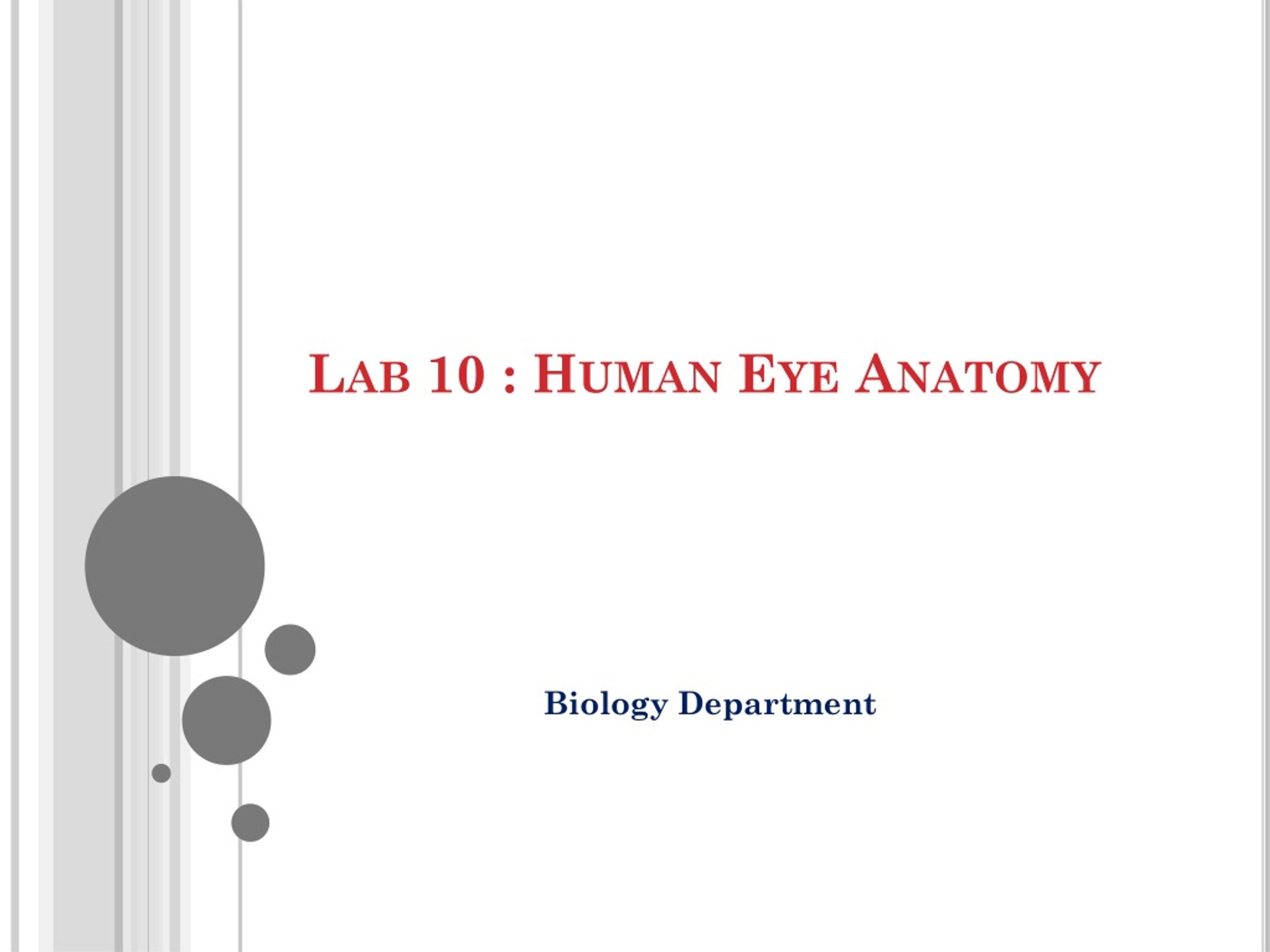 PPT - Lab 10 : Human Eye Anatomy PowerPoint Presentation, free download ...