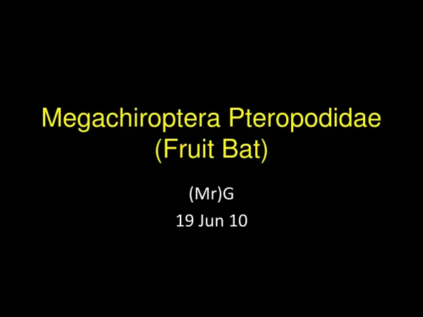 Megachiroptera Pteropodidae (Fruit Bat)