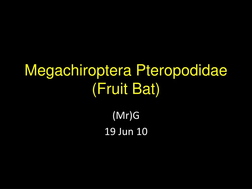 megachiroptera pteropodidae fruit bat