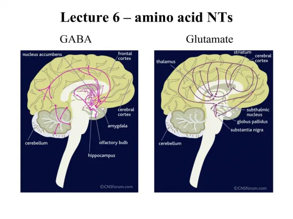 amino acid NTs