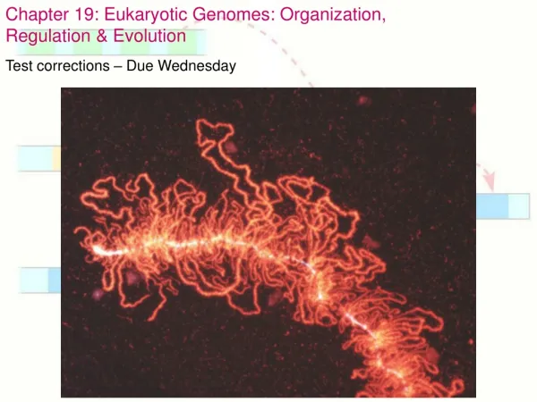 Chapter 19: Eukaryotic Genomes: Organization, Regulation &amp; Evolution