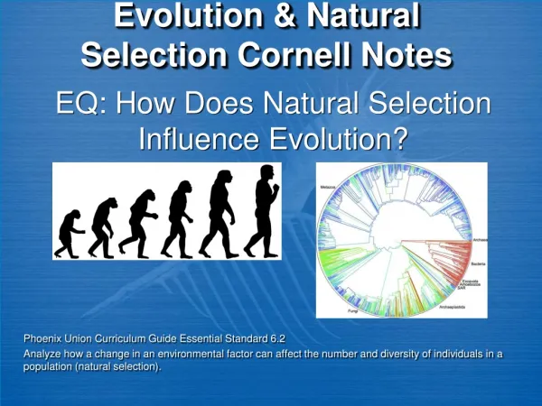Evolution &amp; Natural Selection Cornell Notes
