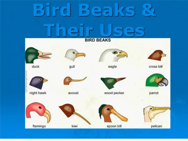 Bird Beaks Their Uses