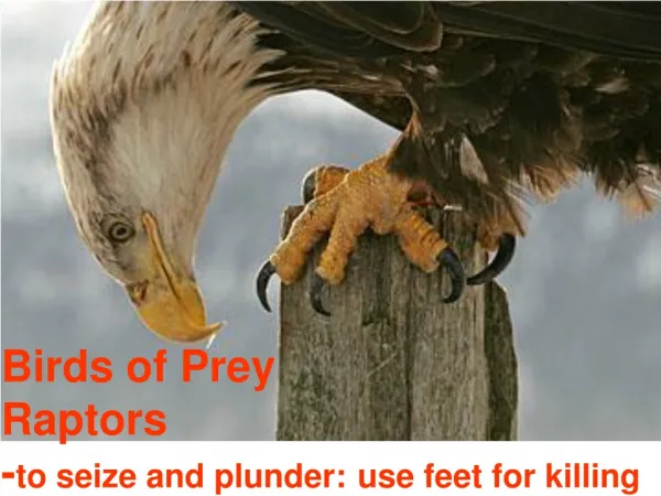 Birds of Prey Raptors - to seize and plunder: use feet for killing