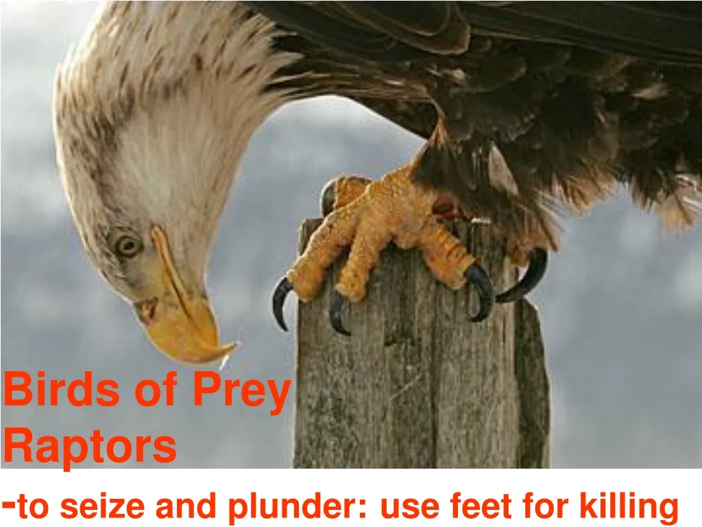 birds of prey raptors to seize and plunder use feet for killing