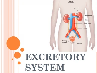 PPT - Excretory System PowerPoint Presentation, free download - ID:4515589