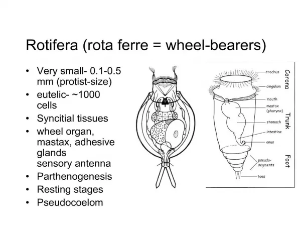 Rotifera rota ferre wheel-bearers