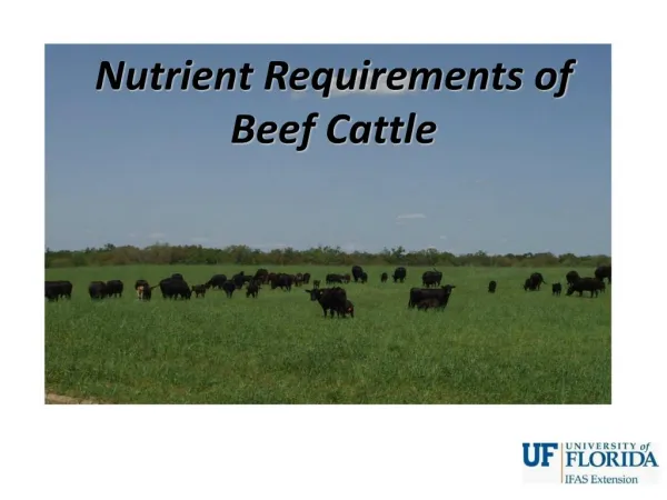 Nutrient Requirements of Beef Cattle