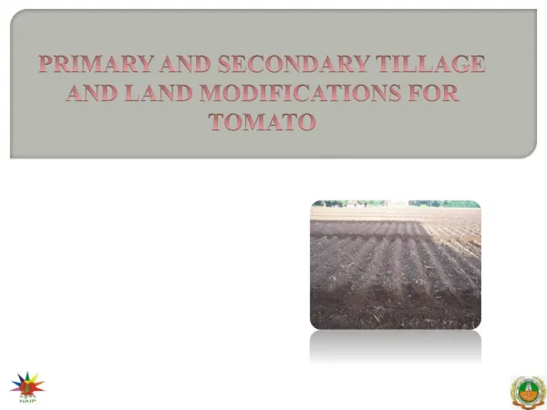 PRIMARY AND SECONDARY TILLAGE AND LAND MODIFICATIONS FOR TOMATO