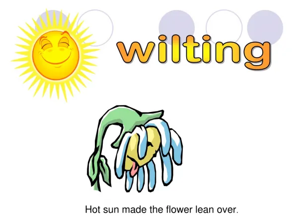 wilting