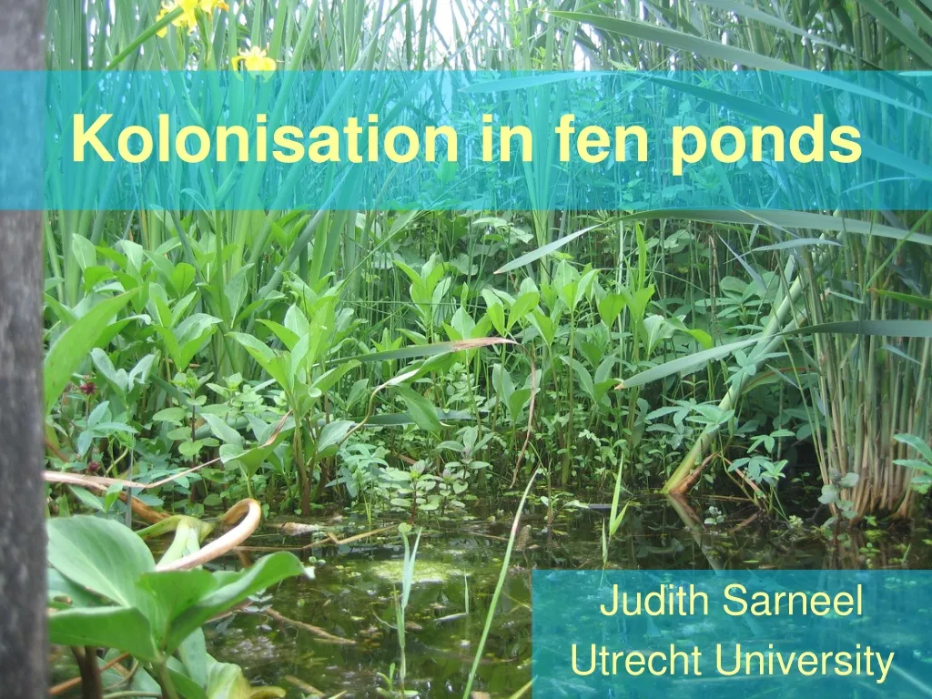 kolonisation in fen ponds