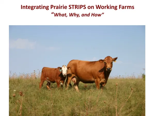 Integrating Prairie STRIPS on Working Farms “ What, Why, and How”