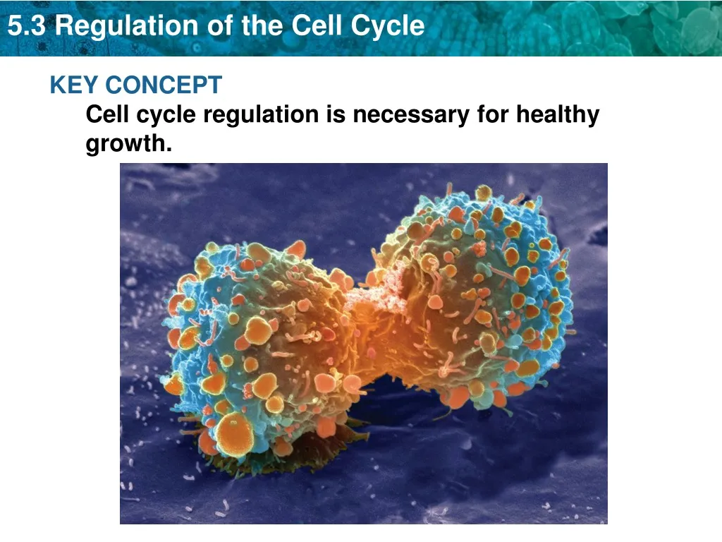 key concept cell cycle regulation is necessary