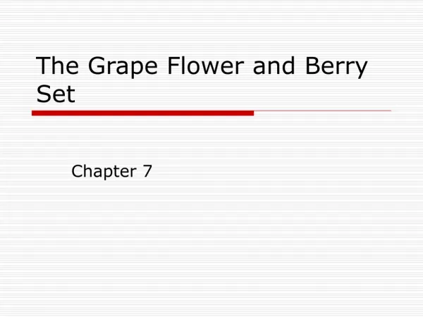 The Grape Flower and Berry Set