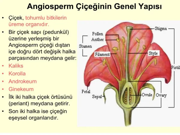 Angiosperm i eginin Genel Yapisi