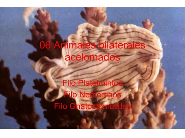 06 Animales bilaterales acelomados