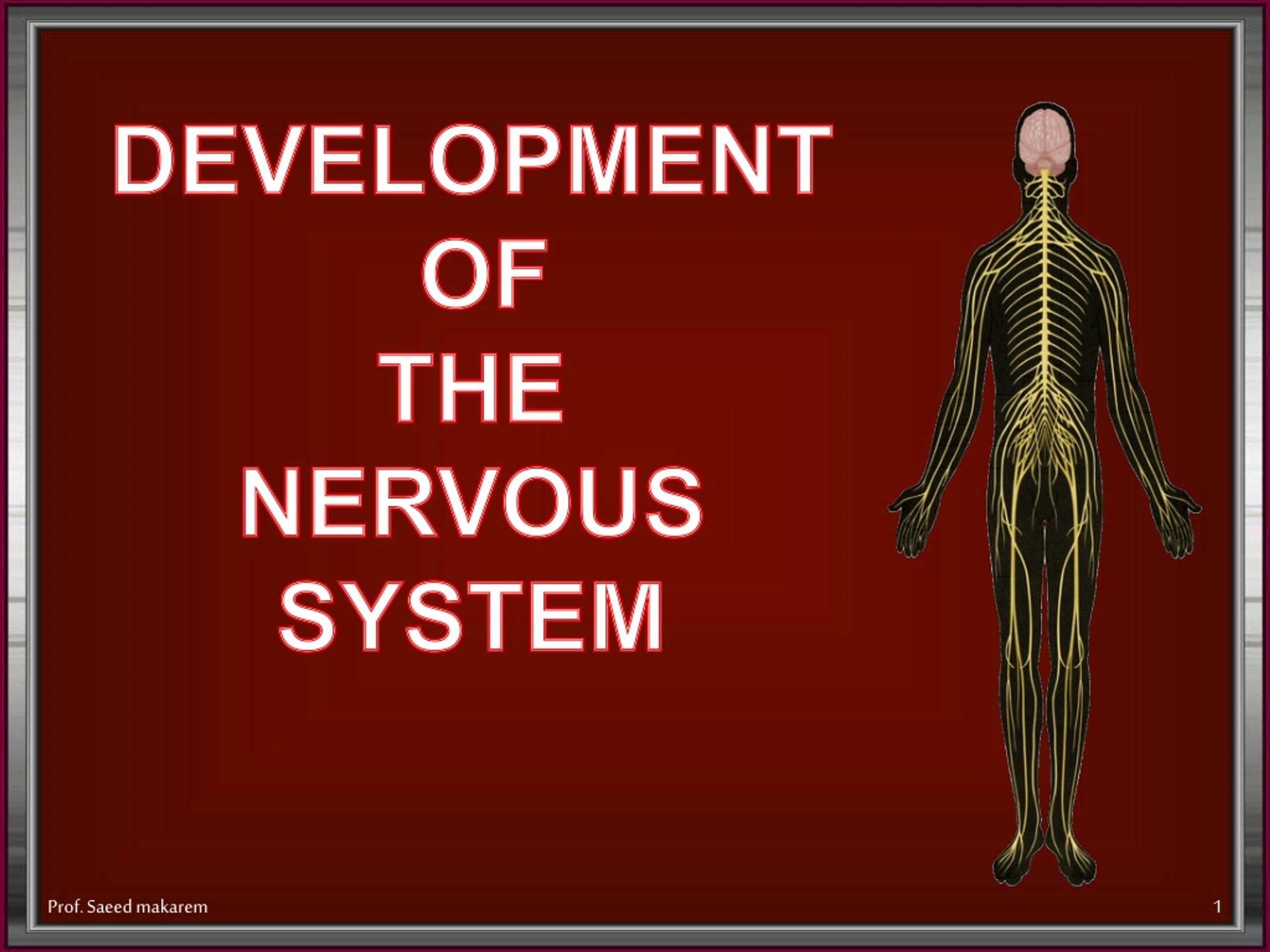 PPT - DEVELOPMENT OF THE NERVOUS SYSTEM PowerPoint Presentation, free ...