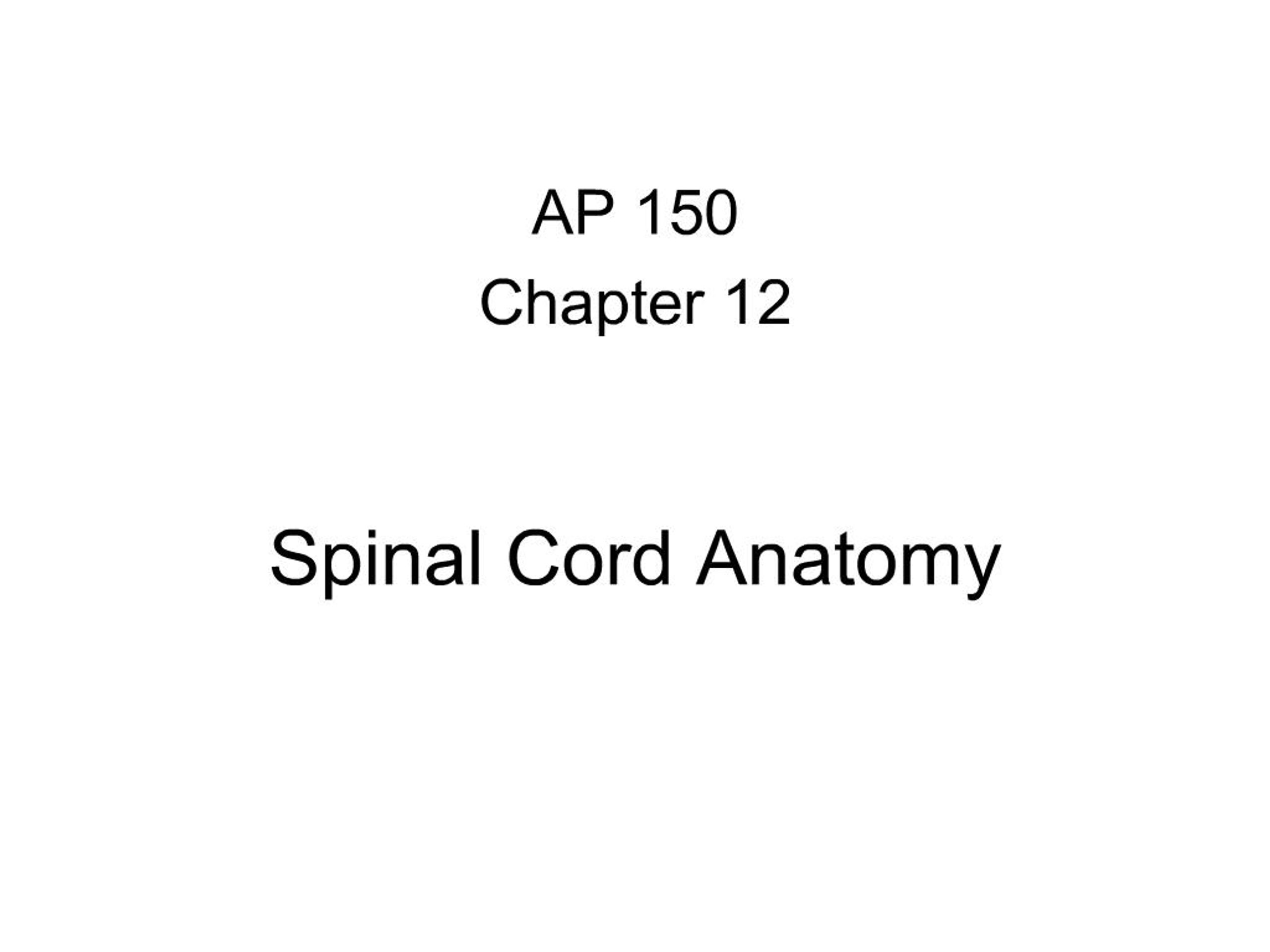 PPT - Spinal Cord Anatomy PowerPoint Presentation, free download - ID ...