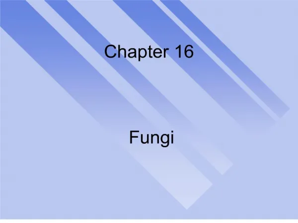 Chapter 16 Fungi