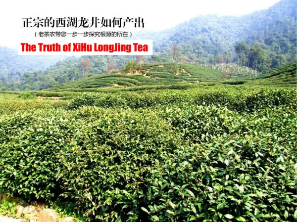 jiangtea china loose tea wholesaler